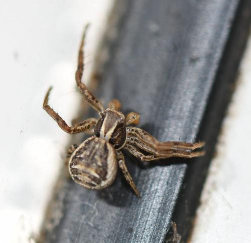 Xysticus sp.